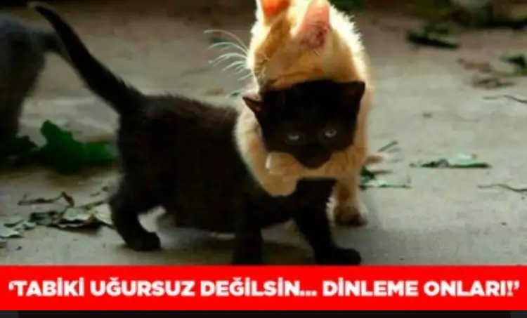 AD03A689-F27A-4958-80C0-CDBF9AF2AF7D.webp