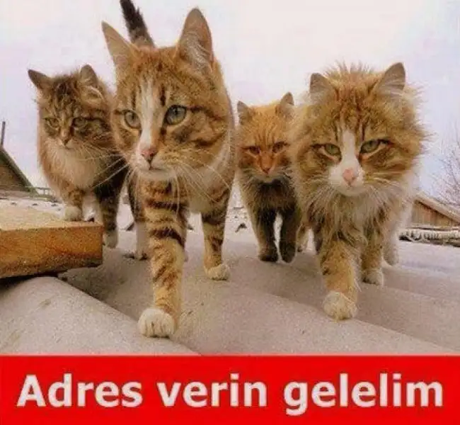 adres ver gelelim.webp