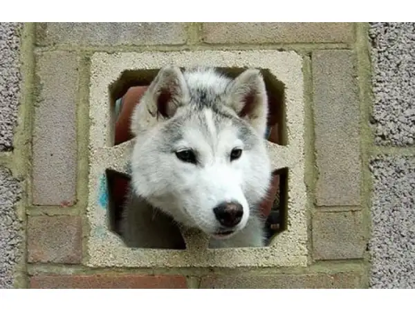ah-su-merakli-hayvanlar,13,box.webp