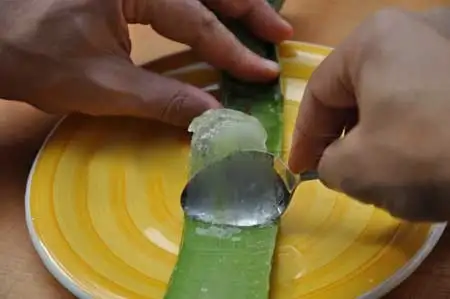 aloe-vera3.webp