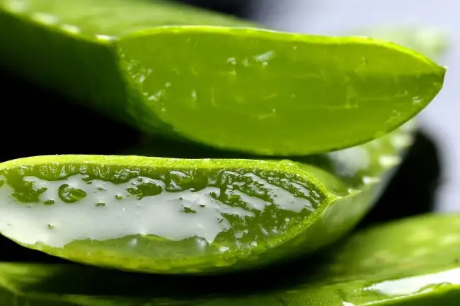 aloe_vera_cilt_cizikleri_nasil_gecer.webp
