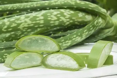 aloe_vera_sac_kepegi.webp