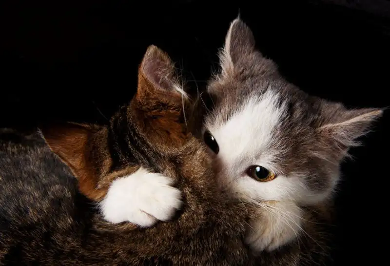 amor-de-gatos-love-cats.webp
