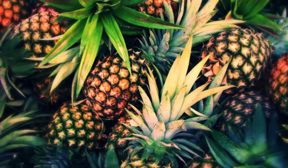 ananas-246742_w1000.webp