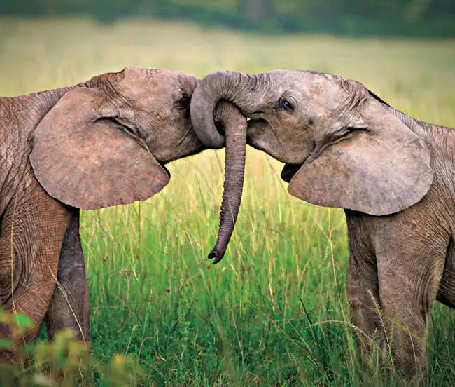 animal-love-facts-adorable-elephants.webp