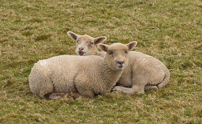 animal-love-facts-domestic-sheep.jpg