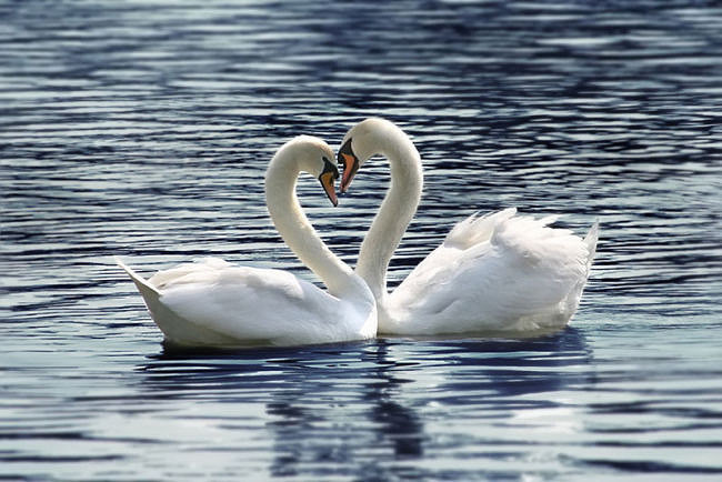 animal-love-facts-swans.jpg