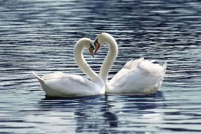 animal-love-facts-swans.webp