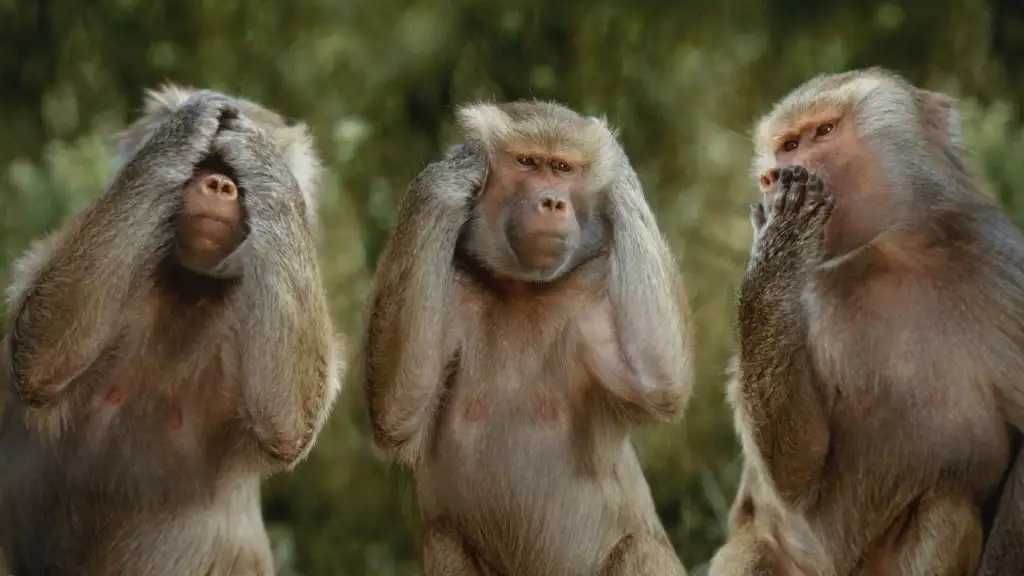 animal-monkey_00214527.webp