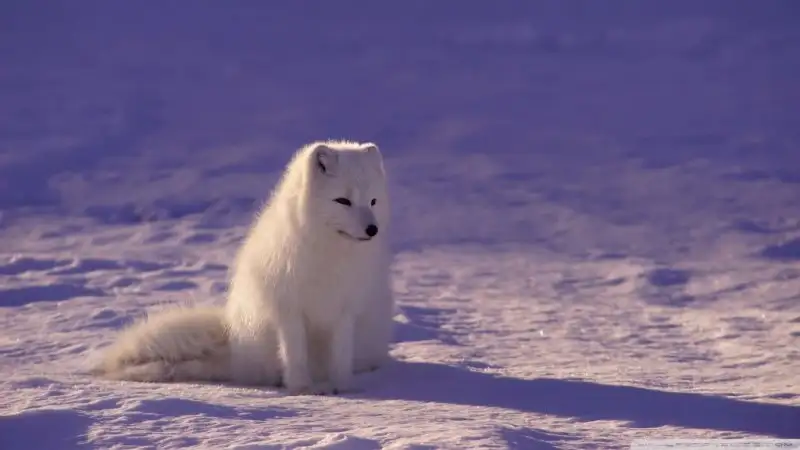 arctic_fox-wallpaper-1024x576.webp