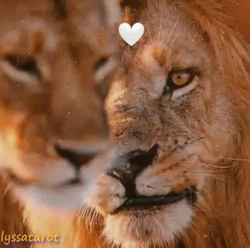 aslan (2).webp
