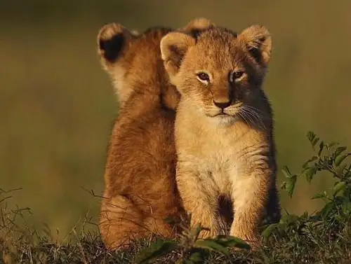 aslan (2).webp
