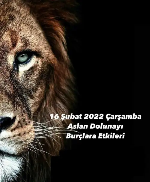 aslan 20 (1).webp