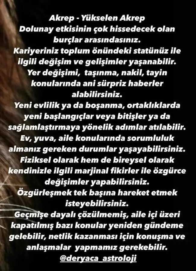 aslan 20 (9).webp