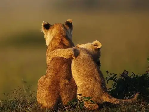 aslan (3).webp
