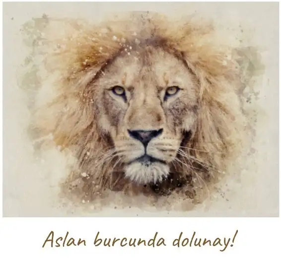 aslan (32).webp