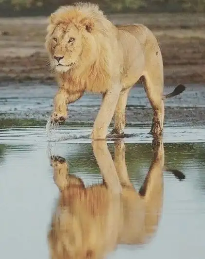 aslan (38).webp