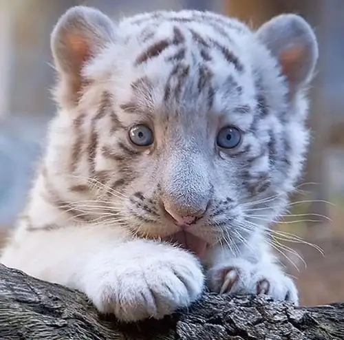 aslan (5).webp