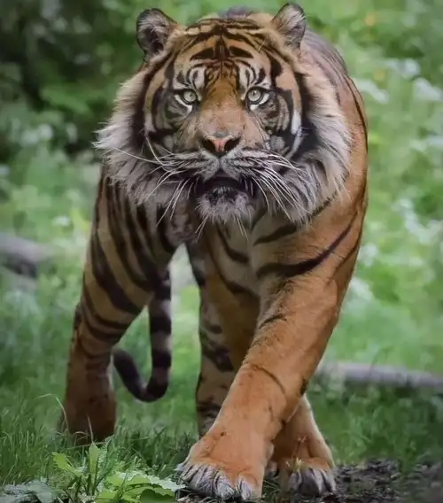 aslan (7).webp