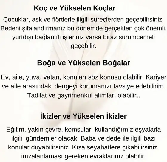 aslan 8 (2).webp