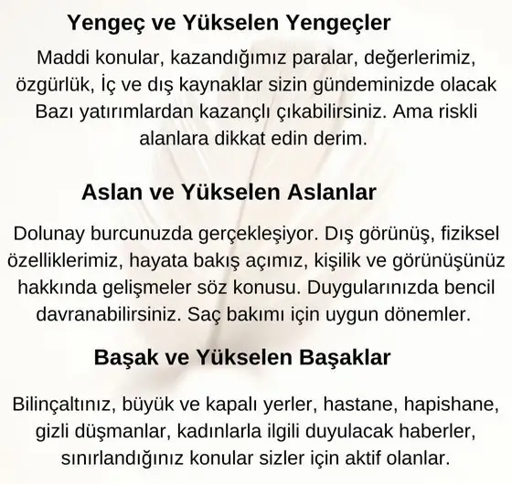 aslan 8 (3).webp