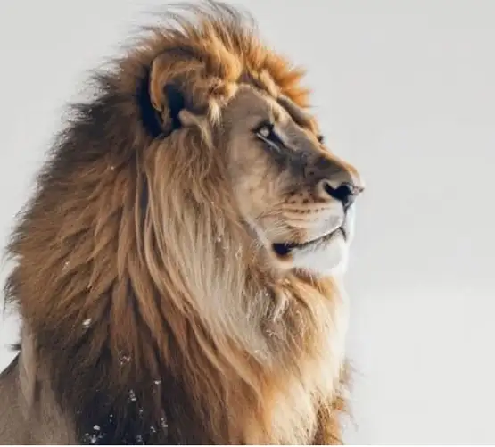 aslan burcu (2).webp
