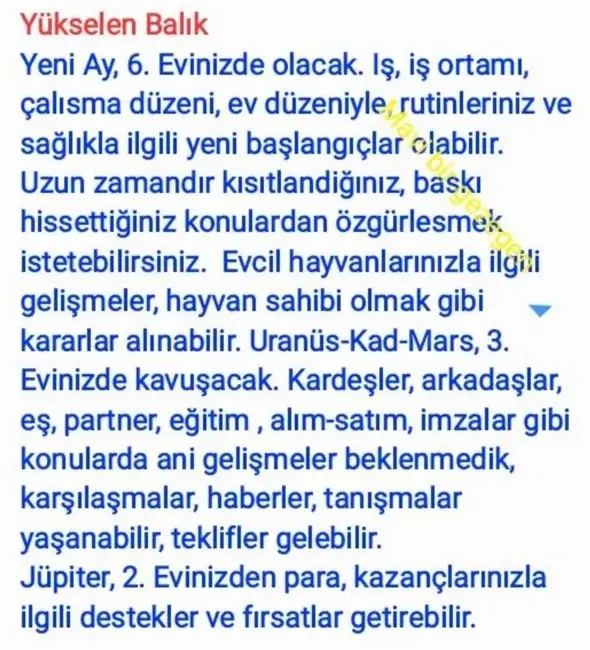 aslan yeniayı21 (12).webp