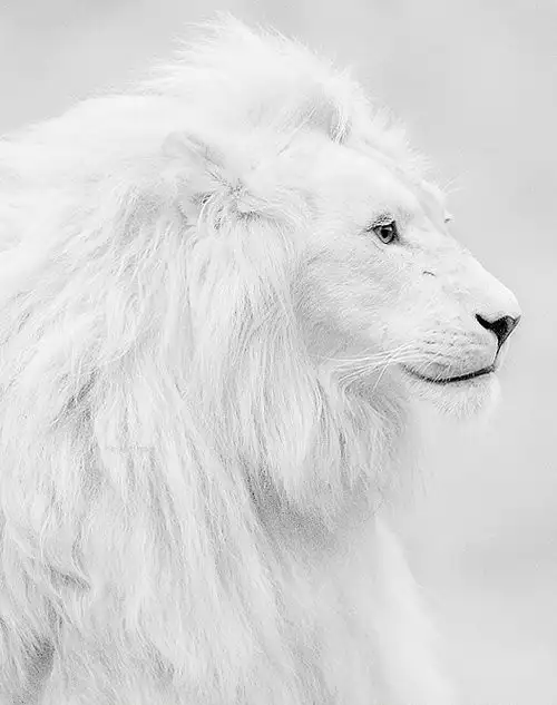 aslan1.webp