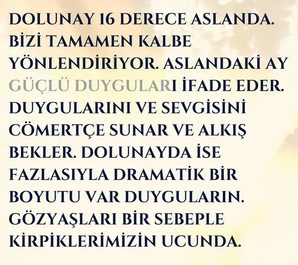 aslan16 (2).webp