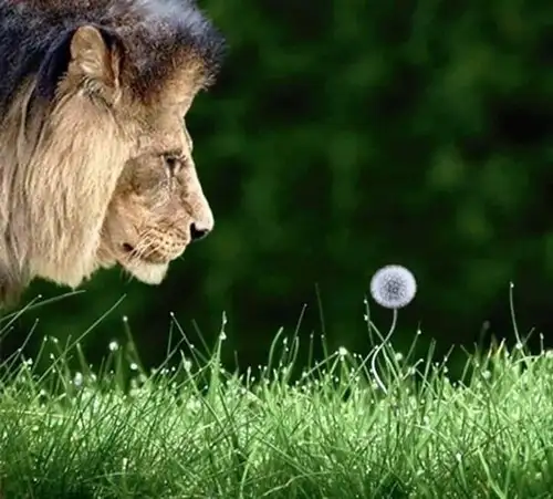 aslan1bık.webp