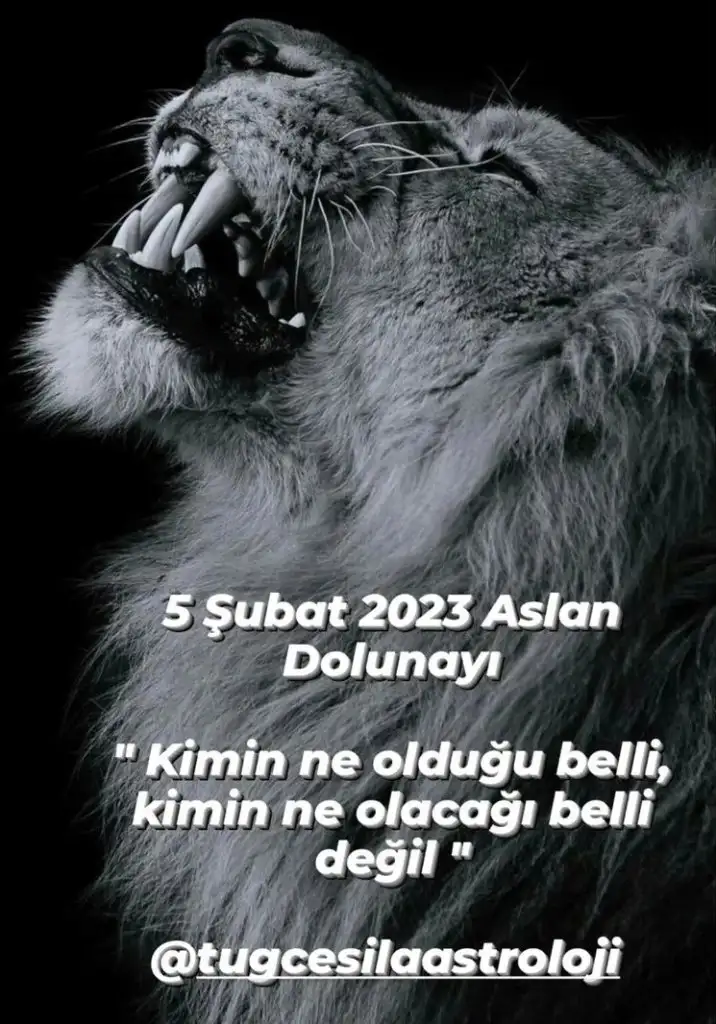 aslan45 (1).webp