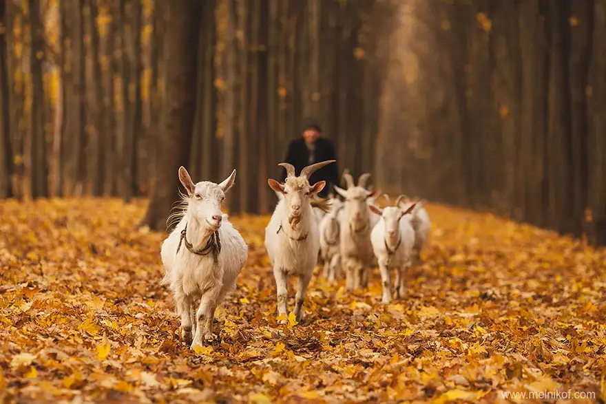 autumn-animals-13__880.webp