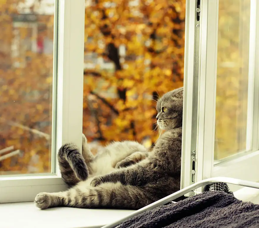 autumn-animals-15__880.webp