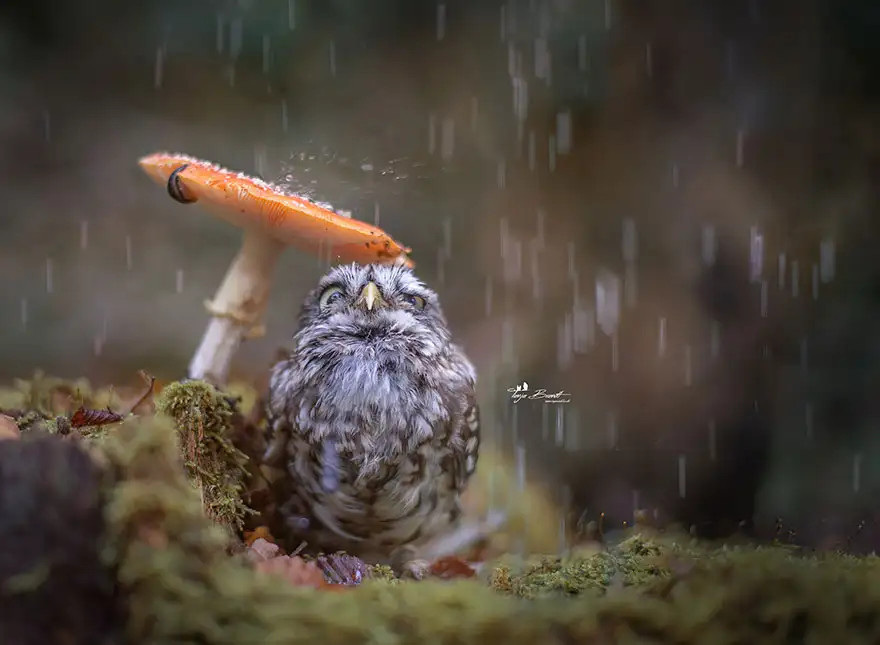 autumn-animals-18__880.webp