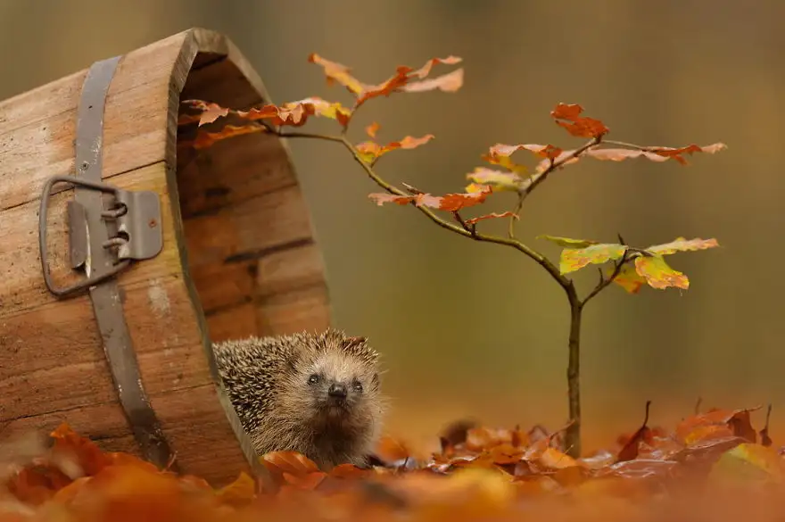 autumn-animals-1__880.webp