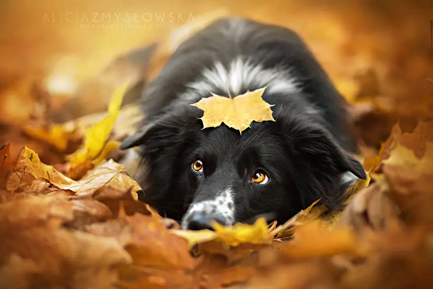 autumn-animals-22__880.webp