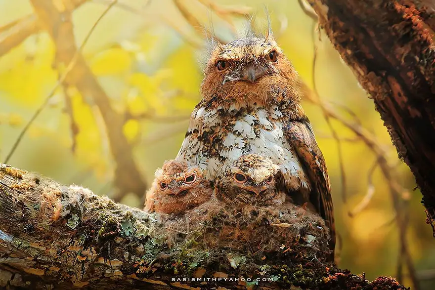 autumn-animals-23__880.webp