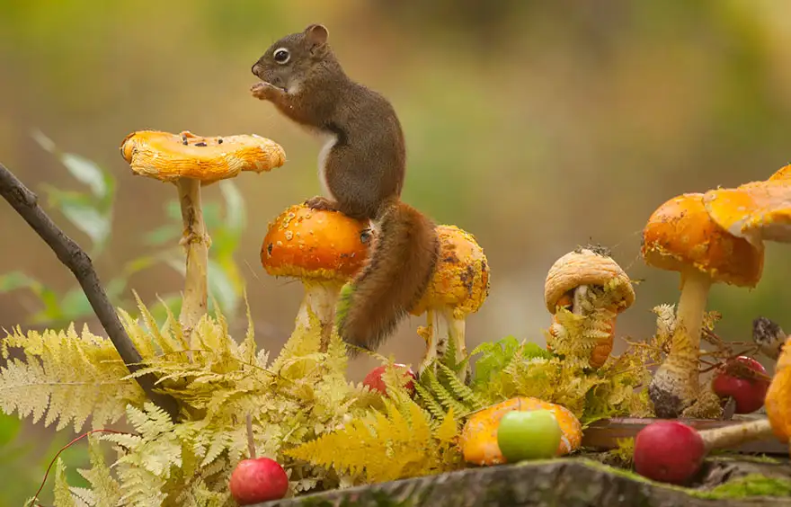 autumn-animals-27__880.webp