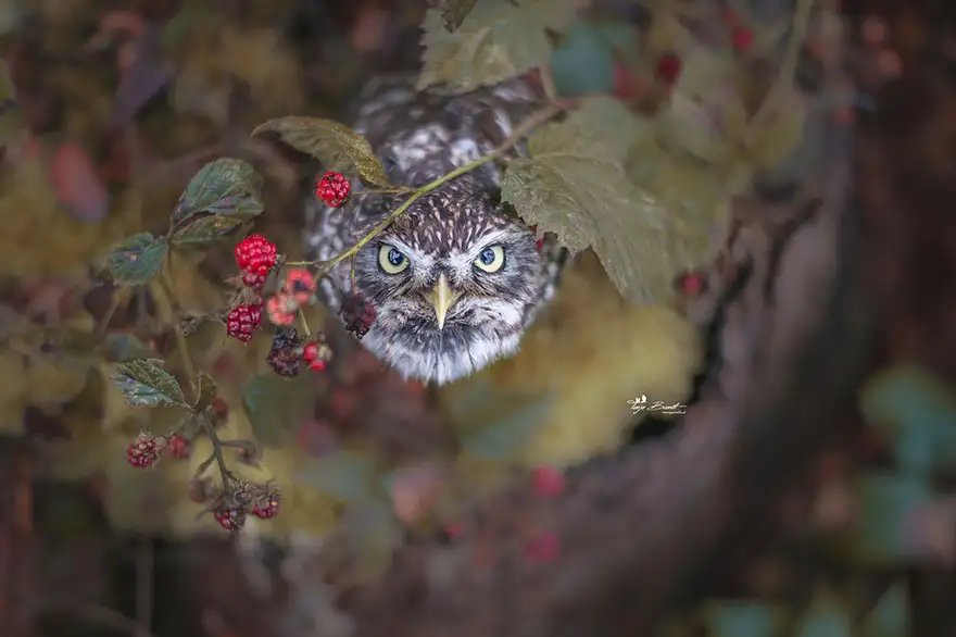 autumn-animals-28__880.webp