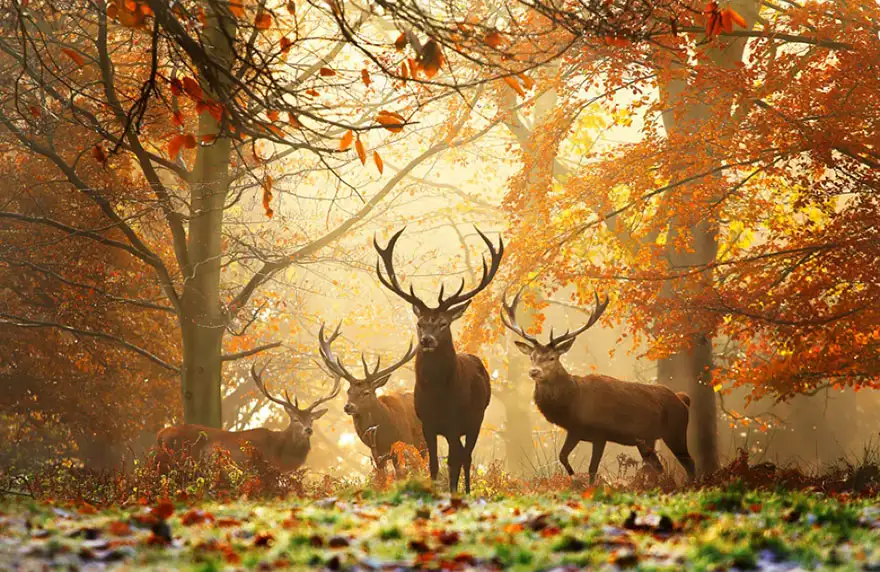 autumn-animals-5__880.webp