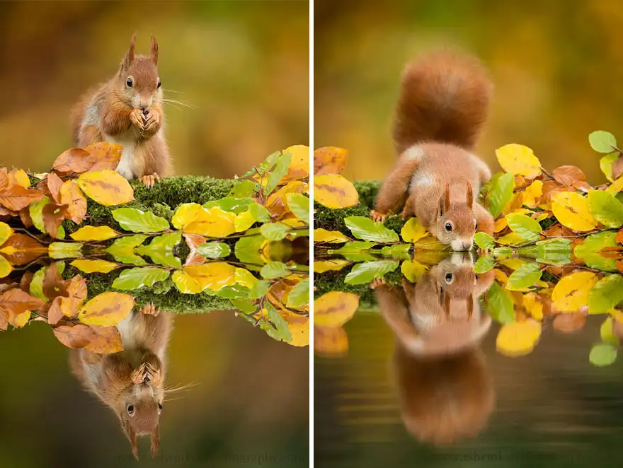 autumn-animals-6__880.webp