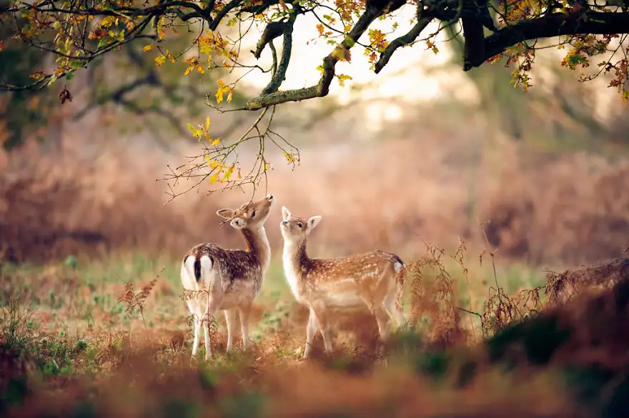 autumn-animals-7__880.webp