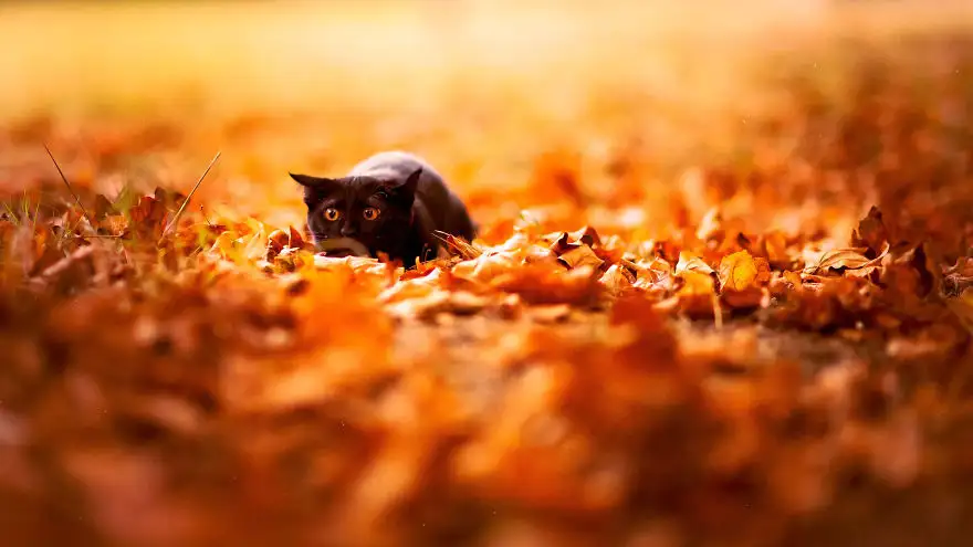 autumn-animals-8__880.webp