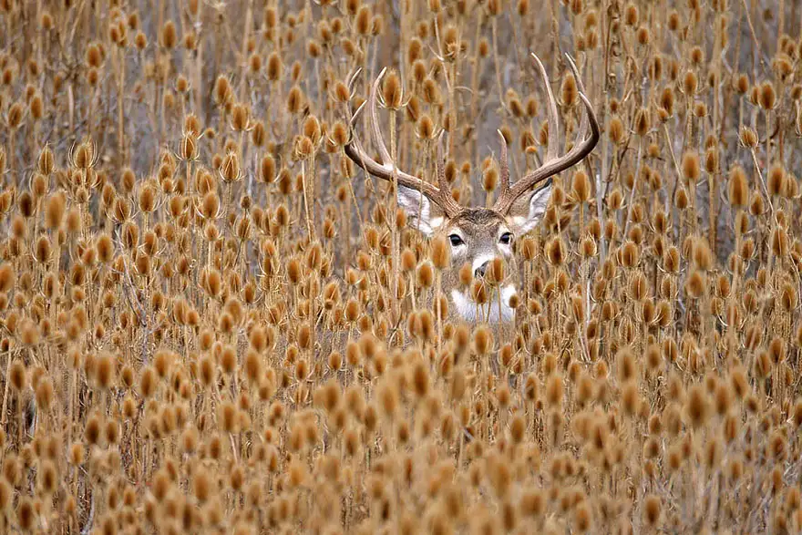autumn-animals-9__880.webp