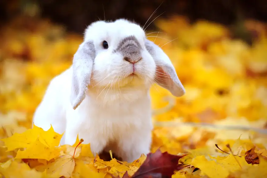 autumn-animals-photgraphy-105__880.webp