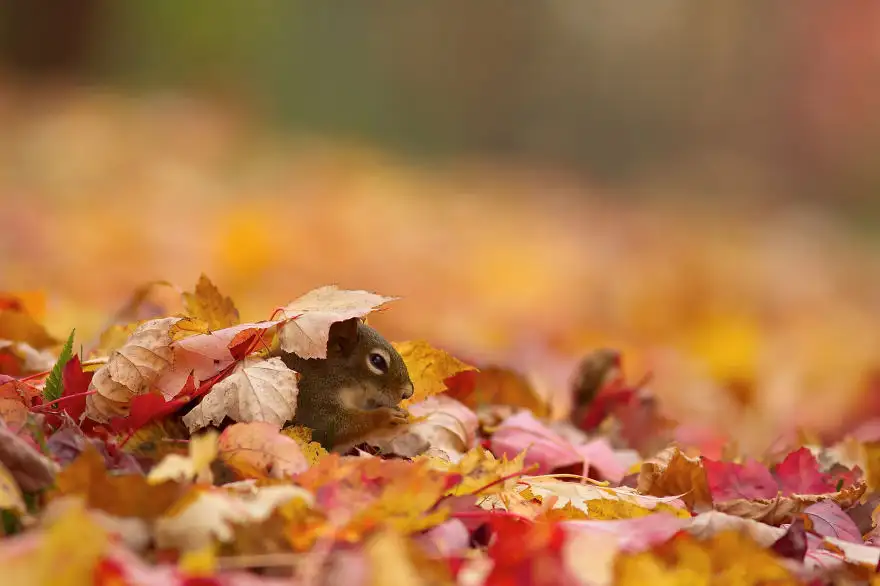autumn-animals-photography-3__880.webp