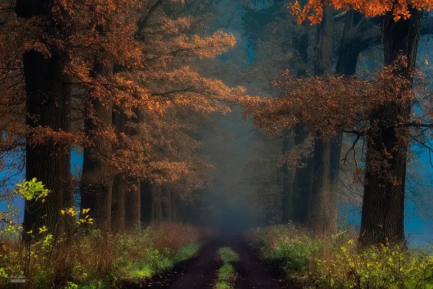 autumn-forests-photography-janek-sedlar-2.webp