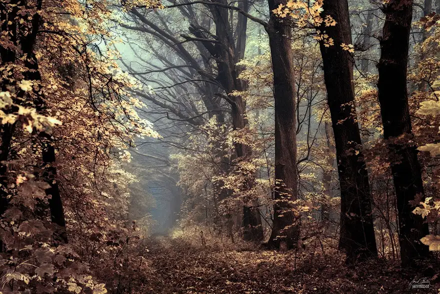 autumn-forests-photography-janek-sedlar.webp