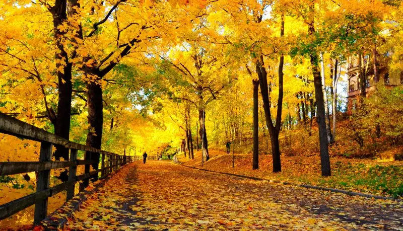 autumn.webp