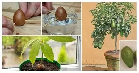 avokado_nasil_yetistirilir.webp